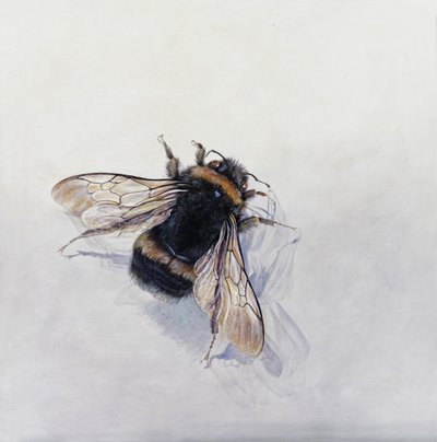 Bombus terrestris 11 (akryyli gessooidulle puulle) tekijältä Odile Kidd