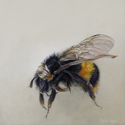 Bombus terrestris 1 (a), 2008 (akryyli puulle) tekijältä Odile Kidd
