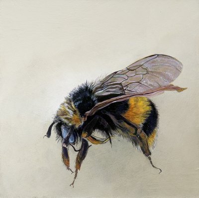 Bombus terrestris 1 (b), 2008 (akryyli puulle) tekijältä Odile Kidd
