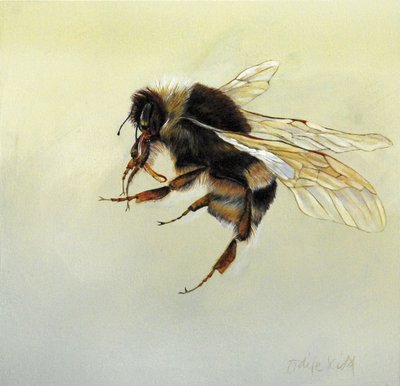 Bombus terrestris 4, 2011 (akryyli puulle) tekijältä Odile Kidd