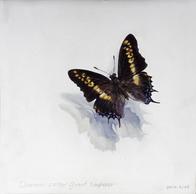 Charaxes castor, jättiläiskeisari, 2014 (akryyli gessooidulle puulle) tekijältä Odile Kidd