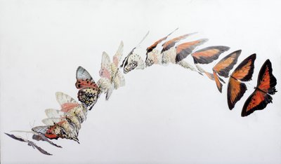 Charaxes zingha lentokuvio, 2016 (akryyli gessoidulle puulle) tekijältä Odile Kidd