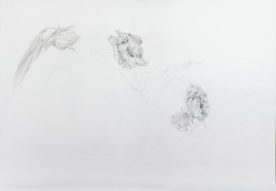 Estella rijnveld 1, 2013 (lyijykynä patruunapaperille) tekijältä Odile Kidd