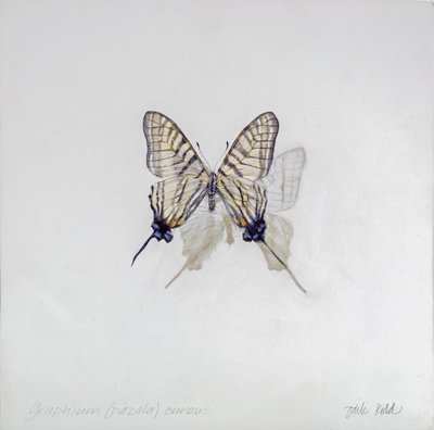Graphium (Pazala) eurosus, 2014 (akryyli gessooidulle puulle) tekijältä Odile Kidd