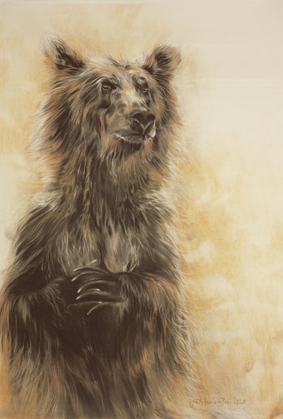 Harmaakarhu 1, 2002 (hiilikynä, hiili ja liitu). tekijältä Odile Kidd