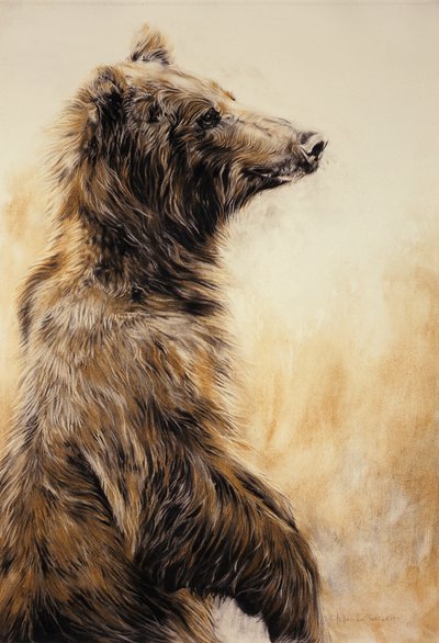 Harmaakarhu 2, 2002 (hiilikynä, hiili ja liitu). tekijältä Odile Kidd
