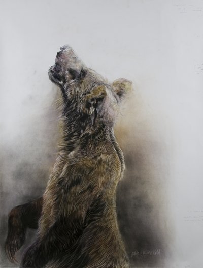 Harmaakarhu 3, 2009 (hiili, conte  liitupastelli Fabrianon paperille). tekijältä Odile Kidd