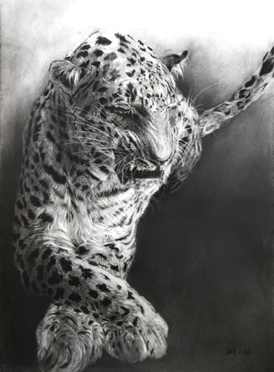 Panthera pardus 1, 2009 (hiili  conte Fabrianon paperille) tekijältä Odile Kidd