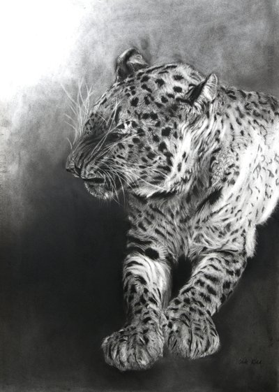 Panthera pardus 2, 2009 (hiili  conte Fabrianon paperille) tekijältä Odile Kidd