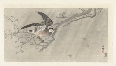 Harmaa kottarainen myrskyssä tekijältä Ohara Koson