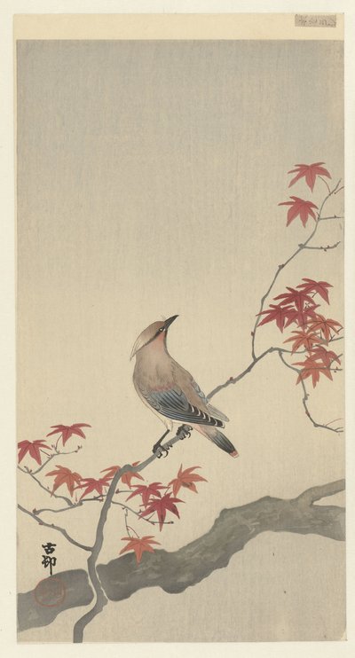 Japanilainen vahasiipi vaahteralla. tekijältä Ohara Koson