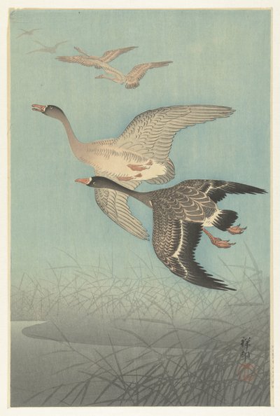 Valkorintahanhet lennossa tekijältä Ohara Koson