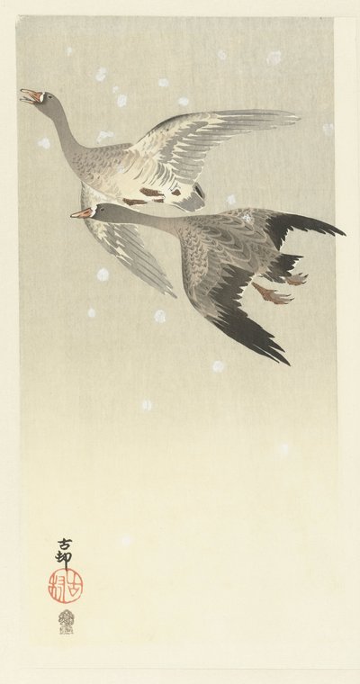Valkohousuhanhet lentävät lumessa tekijältä Ohara Koson