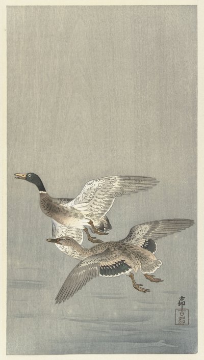Pari ankat tekijältä Ohara Koson