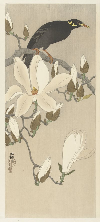 Myna Magnolia Branchissa tekijältä Ohara Koson