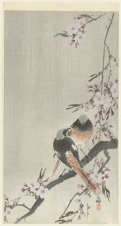 Kaksi siegel-punastarttia kirsikankukilla tekijältä Ohara Koson