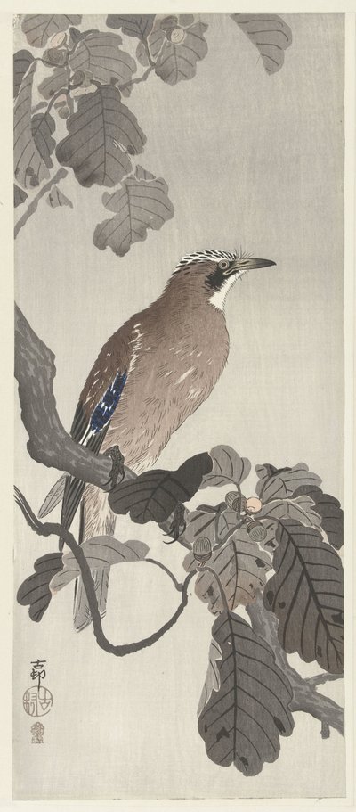 Flanderin jay puun oksalla tekijältä Ohara Koson