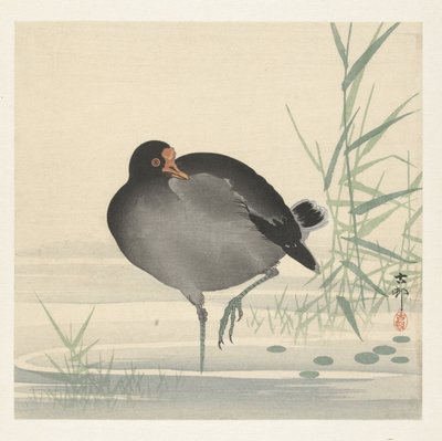 Waterhoen tekijältä Ohara Koson