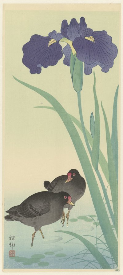 Moorhens ja iiris. tekijältä Ohara Koson