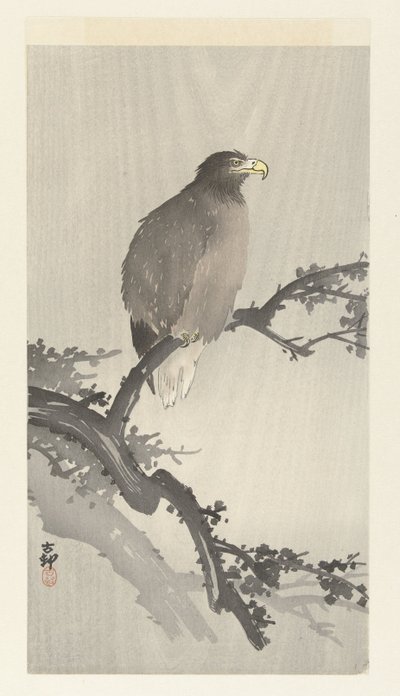 Kaljukotka oksalla tekijältä Ohara Koson