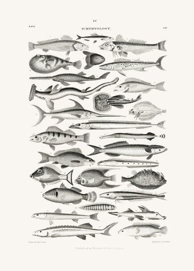 Sealife I tekijältä Oliver Goldsmith