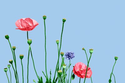 Papaveri rosa, 2019 (digitaalinen sekatekniikka) tekijältä Olivia Gozzano