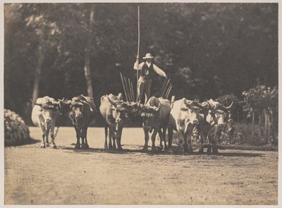 Six Oxen Team kuljettajansa kanssa, c. 1853. tekijältä Olympe Aguado