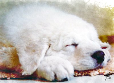 Suloinen nukkuva koiranpentu tekijältä Osvaldo Russo