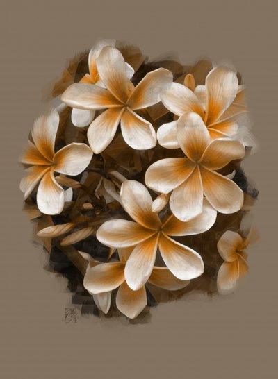 Trooppisen plumeria-kukan kukinta tekijältä Osvaldo Russo