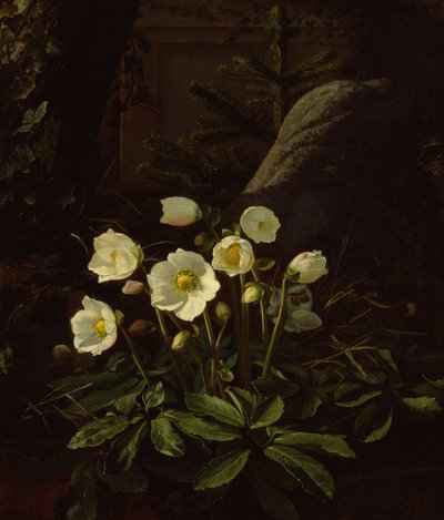 Hellebores in a Rockery (öljy kankaalle) tekijältä Otto Didrik Ottesen
