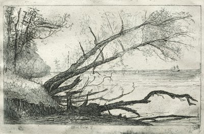 Old Sycamore, 1877. tekijältä Otto H. Bacher