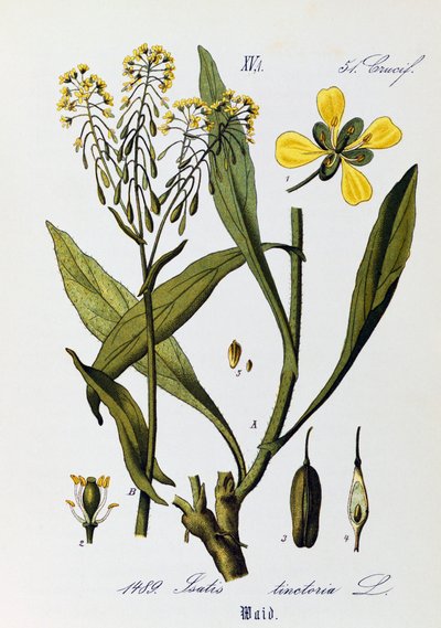 Woadin tai Glastumin (Isatis tinctoria) lehdet, hedelmät ja kukat, Otto Wilhelm Thomen (1840-1925) taide Flora von Deutschlandista, Osterreich und der Schweizistä (Saksan, Itävallan ja Sveitsin kasvisto) tekijältä Otto Wilhelm Thome