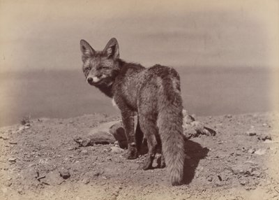 [Fox], 1886. tekijältä Ottomar Anschütz