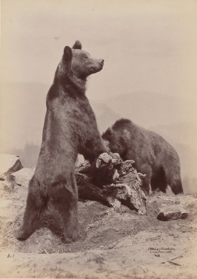 [Kaksi karhua], 1889. tekijältä Ottomar Anschütz