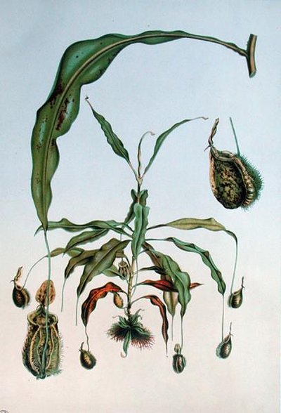 Nepenthes Hookeriana, kasvitieteellinen levy E. Alphanon teoksesta "Les Promenades de Paris", kaiverrus L. Stroobant, n. 1867-1873 (väri litho) tekijältä P. (after) Lambotte