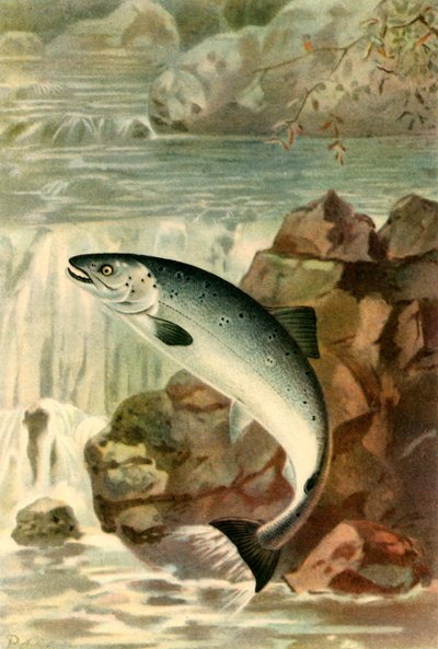 "Lohihyppy", 1895, 1943. tekijältä P. J. Smit