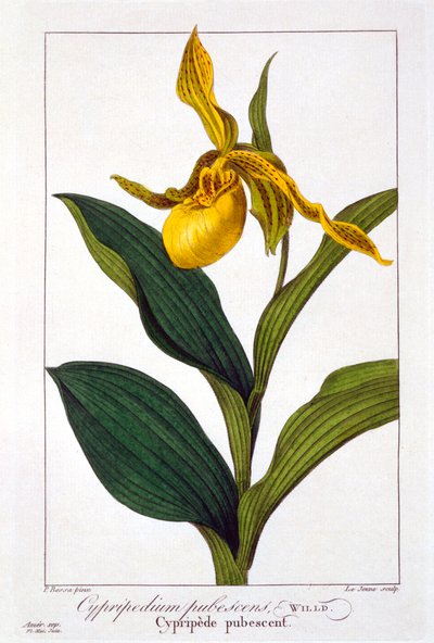 Cypripedium, pubi. 1836. tekijältä Panacre Bessa