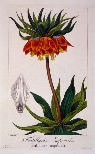 Fritillaria imperialis, pub. 1836 tekijältä Panacre Bessa