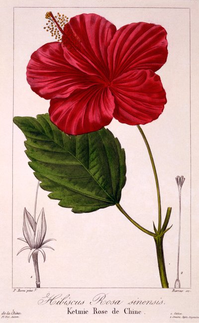 Hibiscus: H. rosa-sinensis, pub. 1836. tekijältä Panacre Bessa