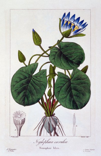 Siniset nymfit, pubi. 1836 tekijältä Panacre Bessa