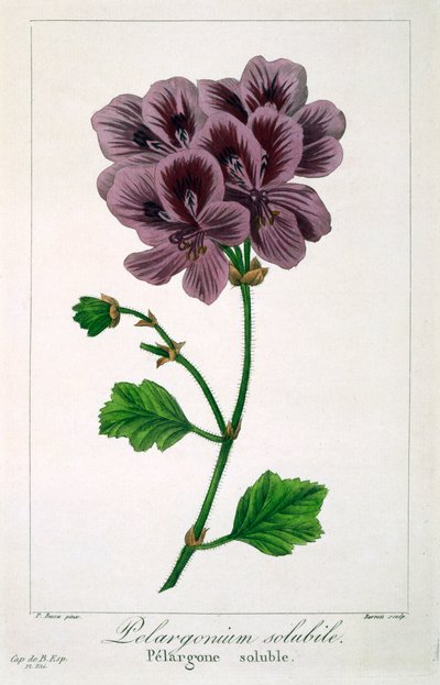 Pelargonium, pub. 1836. tekijältä Panacre Bessa