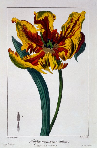 Tulppaani "Flaming Parrot", pub. 1836. tekijältä Panacre Bessa