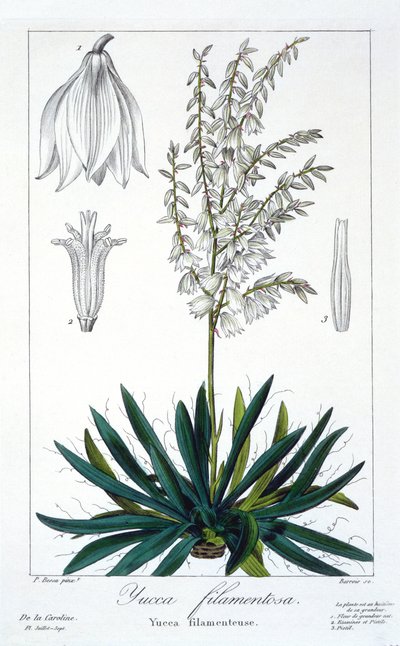 Yucca filamentosa, pub. 1836. tekijältä Panacre Bessa
