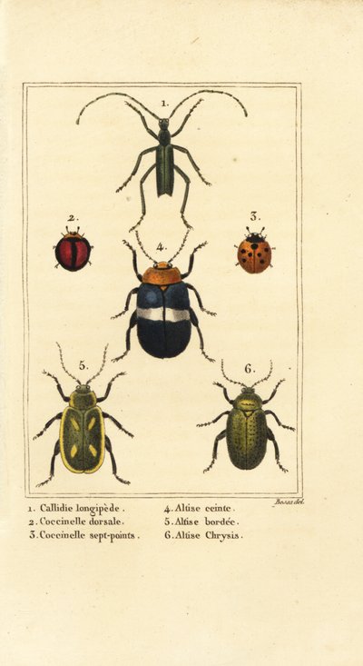 Callidium longipes 1, leppäkertut, Jauravia dorsalis 2, Coccinella septempunctata 3, kirppukuoriaiset, Altica cincta 4, Altica emarginata 5 ja Altica chrysis 6 tekijältä Pancrace (after) Bessa