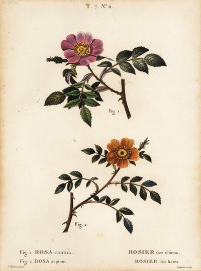 Koiranruusu, Rosa canina, Rosier des Chiens 1 ja pienilehtinen makea-briar, Rosa sepium, Rosa agrestis, Rosier des Haies 2 tekijältä Pancrace (after) Bessa