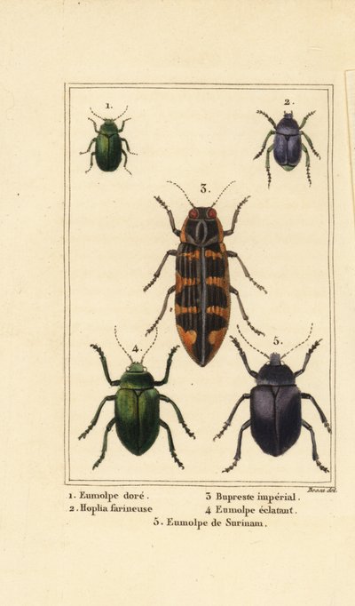 Koirakuoriainen, Chrysochus auratus 1, Hoplia argentea 2, banksia jalokivikuoriainen, Cyrioides imperialis 3, Eumolpus fulgidus 4 ja Eumolpus surinamensis 5 tekijältä Pancrace (after) Bessa