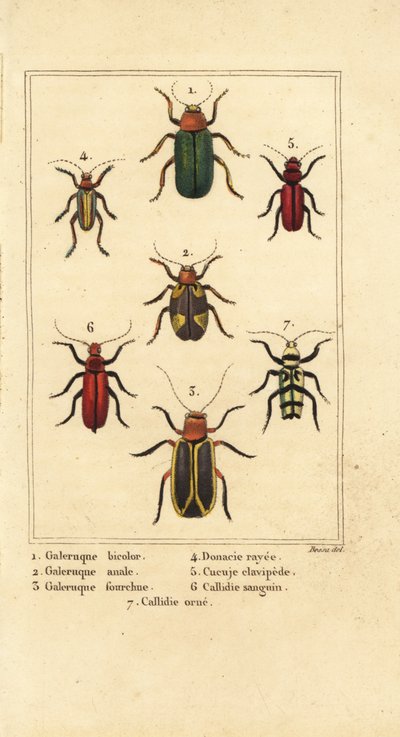 Lehtikuoriaiset, Galeruca-lajit 1, Aulacophora analis 2, Cyclotrypema furcata 3, Donacia vittata 4, tasainen kaarnakuoriainen, Cucujus clavipes 5, Pyrrhidium sanguineum 6 ja Chlorophorus varius 7 tekijältä Pancrace (after) Bessa