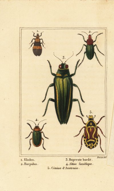 Suokuoriainen, Elodes 1, Harpalus-kuoriainen 2, jalokivikuoriainen, Buprestis 3, kirppukuoriainen, Altica famelica 4 ja ruusukuoriainen, Cetonia-laji 5 tekijältä Pancrace (after) Bessa
