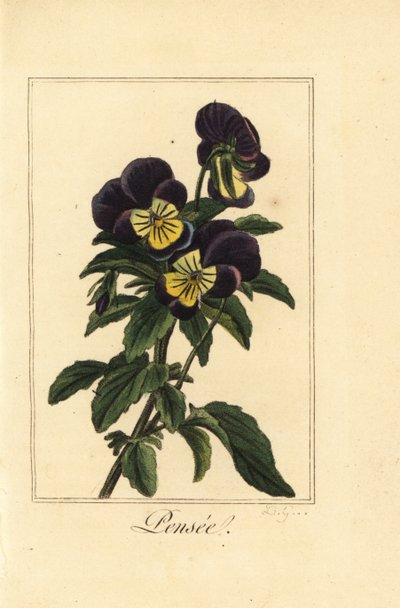 Orvokki, pensee, Viola tricolor var. tekijältä Pancrace (after) Bessa