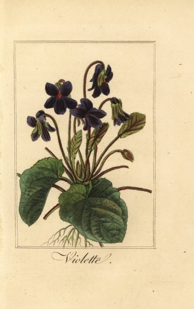 Makea violetti, violetti, tuoksuva violetti tekijältä Pancrace (after) Bessa